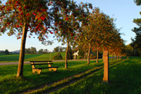lindenberg
